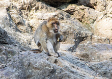 Barbary Macaque (Macaca Sylvanus) Sitting On A Rock