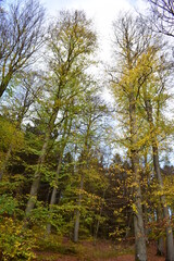 Poster - Herbstwald in der Eifel