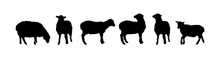 Set Of Silhouettes Of Sheep