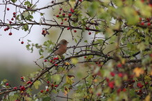 Common Chaffinch Sitting In A Hawthorn With Its Red Berries