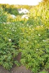 Wall Mural - Flowering potato. Potato flowers blossom in sunlight grow in plant. White blooming potato flower on farm field. Not Genetically engineered.