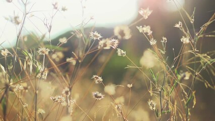 Wall Mural - Field of wild grass over sun flare, Nature background. Landscape, wild flowers, countryside, environment concept. Sun light. Slow motion. 