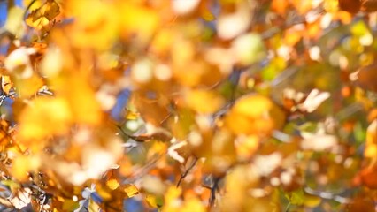 Sticker - Autumn background. Beautiful birch tree with colorful leaves swirling, fluttering in the wind on a tree, abstract backdrop with sun flares. Orange, red and yellow colors. Slow motion