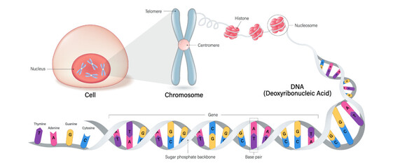 Wall Mural - Cell anatomy, Chromosome structure, Histone and DNA(Deoxyribonucleic Acid). Thymine, Adenine, Guanine, Cytosine, Sugar phosphate backbone, base pair and gene.