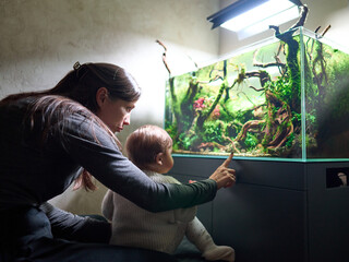 Wall Mural - Mom shows her small baby something in the beautiful aquarium aquascape with live aquarium plants, Frodo stones, redmoor roots covered by java moss.