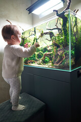 A small cute baby standing on a pouf and touching the glass of the beautiful freshwater aquascape with live aquarium plants, Frodo stones, redmoor roots covered by java moss.