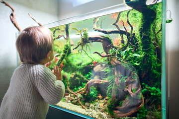 Poster - A small cute baby touches the glass of the beautiful freshwater aquascape with live aquarium plants, Frodo stones, redmoor roots covered by java moss.