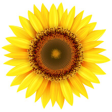 Sunflower Isolated, Yellow Flower Macro Illustration.