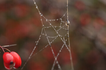 dew on a spider web