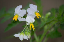 Plant, Leaves And Flower Of Joá Or Horse Nettle (Solanum Carolinense L.) Being Pollinated By The Metallic Green Bee Of Exaerete Frontalis Orchids (Euglossini).