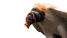 PNG Illustration With A Transparent Background Digital Portrait Of A King Vulture 