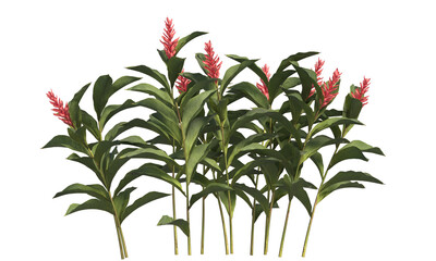 Wall Mural - Red ginger plant