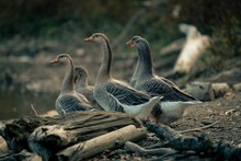 Closeup Shot Of A Flock Of Gray Geese On A Lake Shore