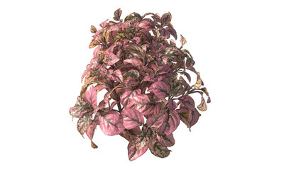 pink Nerve plant, small plant