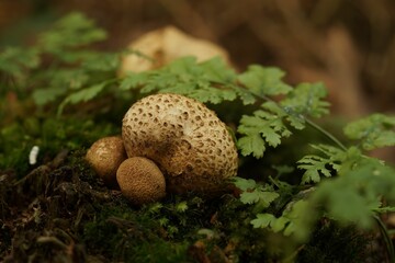 Sticker - Selective focus shot of Scleroderma citrinum fungus by green plants in the woods