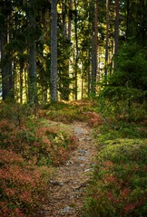 Sticker - Vertical of a scenic forest trail leading through tall trees surrounded by flowering wild plants