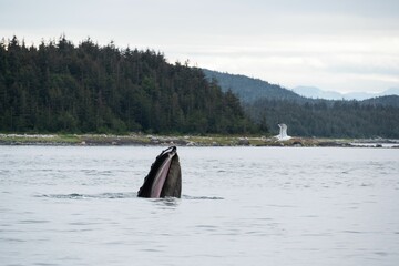 Wall Mural - Humpback whale breaching in the ocean with green forests in the background