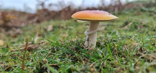 Poster - Amanita caesarea fungus in the grass.