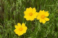 Closeup Shot Of Yellow Daisies In A Field