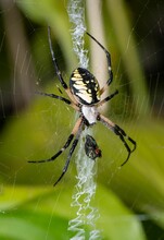 Vertical Shot Of A Yellow Garden Spider On Its Web