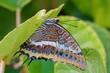 Closeup shot of two-tailed pasha butterfly clinging to a green leaf in the garden