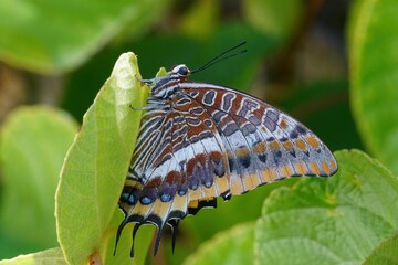 Poster - Two-tailed pasha butterfly (Charaxes jasius) clinging to a green plant leaf in the garden