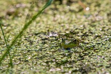 Closeup Shot Of A Frog In The Pond