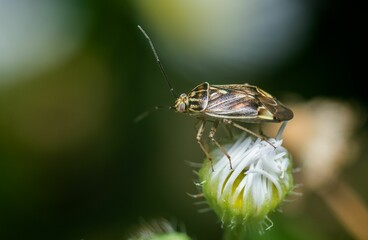 Sticker - Selective focus shot of a Tarnished plant bug