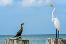 Great White Egret And Double-crested Cormorant Perched On The Wood At The Shore