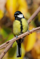 Sticker - Closeup vertical shot of a Great tit perching on a branch of a tree