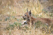 Lynx baby lies in the grass