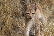 Lynx baby from the front walking in the yellow grass