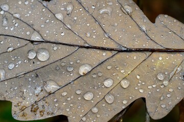 Canvas Print - Water drops on the bottom of a grey leaf