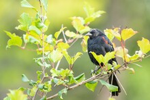 Amazing Shot Of A Red-winged Blackbird (Agelaius Phoeniceus) Perched On A Green Tree Branch