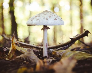 Sticker - Parasol Mushroom on a bright autumn day.