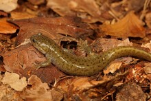 Closeup Of A Japanese Salamander (Hynobius Dunni) On Dried Brown Leaves
