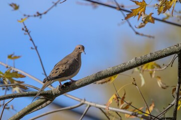 Poster - Shallow focus shot of adorable Mourning dove perched on tree branch