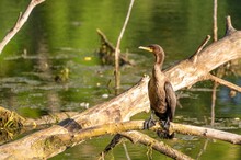 Beautiful Shot Of The Great Cormorant (Phalacrocorax Carbo) Perched On A Dry Tree Brank By A Wetland