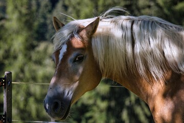 Poster - Selective focus shot of the Haflinger horse