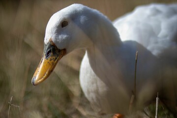 Poster - Closeup of white pekin peacefully resting outdoors