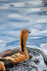 Wall Mural - Vertical closeup of a fulvous whistling duck (Dendrocygna bicolor) in the water