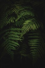 Vertical Shot Of Green Fern Leaves Isolated On The Black Background, Perfect As Background