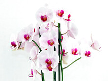 Die Rot-weißen Blüten Einer Prächtigen Orchidee