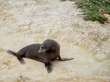 Close-up view of a baby fur seal resting on a beige stone surface