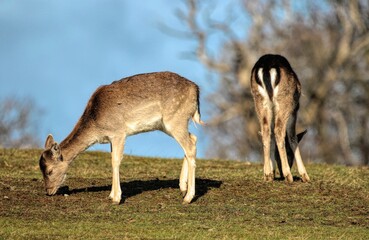 Sticker - View of two brown deer grazing and standing turned aside and back in the field