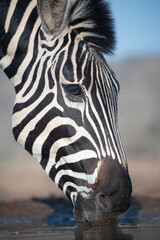 Wall Mural - Zebra drinking at a water hole