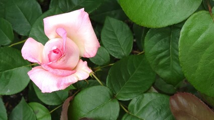 Wall Mural - Top view of a pink garden-rose blooming among green leaves in the garden