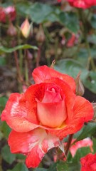 Wall Mural - Vertical shot of a red garden-rose blooming in the garden