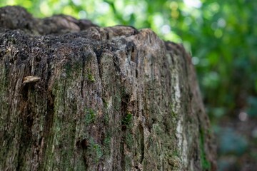 Poster - Closeup shot of a maidstone rotting tree