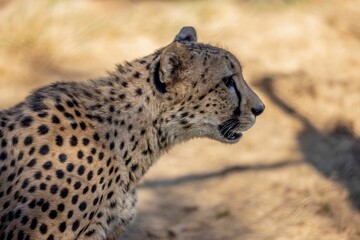 Wall Mural - Closeup shot of a leopard in San Diego Zoo